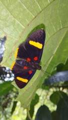 Melanis electron