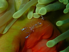 Ancylomenes sarasvati