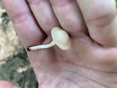 Cuphophyllus virgineus