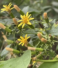 Trixis inula