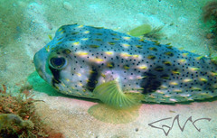 Dicotylichthys punctulatus