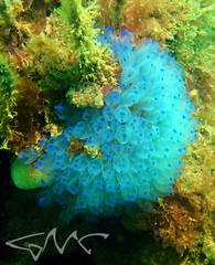 Clavelina australis