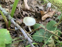 Cuphophyllus virgineus