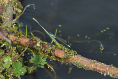 Ischnura fluviatilis