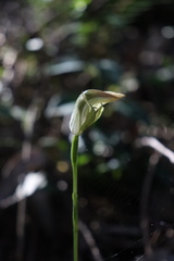 Pterostylis hildae