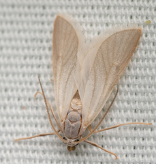 Acentria ephemerella