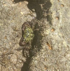 Pachygrapsus transversus