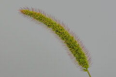 Setaria italica