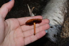 Gymnopilus luteus