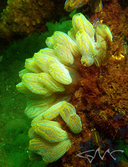 Botrylloides magnicoecus