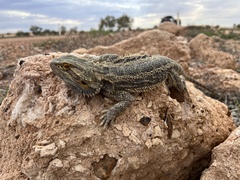 Pogona vitticeps
