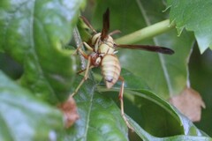 Polistes aurifer