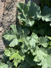 Apodanthera undulata