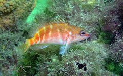 Hypoplectrodes maccullochi