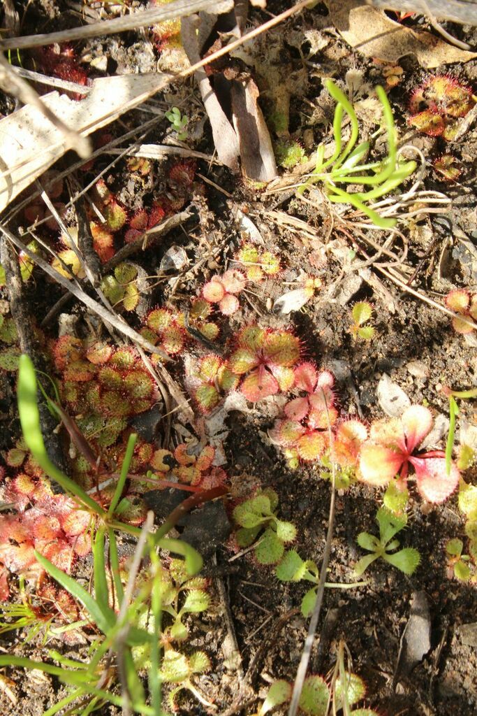 Drosera tubaestylis, Porongurup WA 6324, Australia