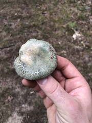 Russula parvovirescens