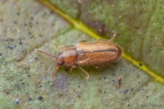Corticariinae