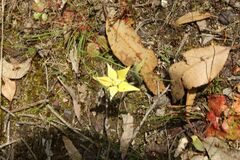 Caladenia flava