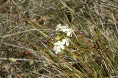Drosera pallida