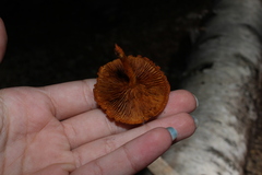 Gymnopilus luteus