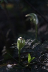 Pterostylis hildae
