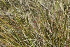Drosera pallida