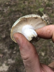 Russula parvovirescens