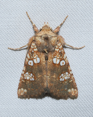 Hydroeciodes serrata