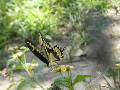 Heraclides cresphontes