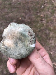 Russula parvovirescens