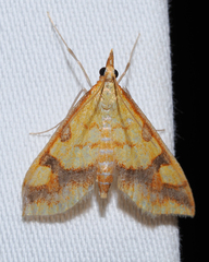 Choristostigma