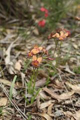 Diuris longifolia