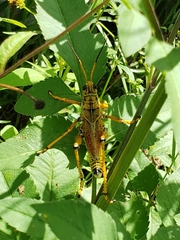 Romalea microptera