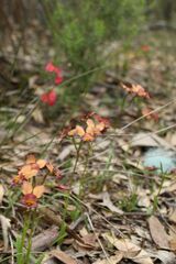 Diuris longifolia