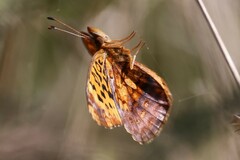 Boloria bellona