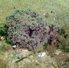 Dendronephthya australis