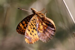 Boloria bellona