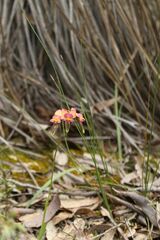 Diuris longifolia