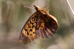 Boloria bellona