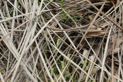 Pterostylis setulosa