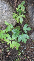 Nabalus trifoliolatus