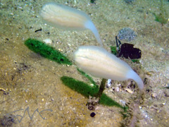 Sycozoa pulchra