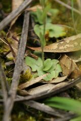 Pterostylis setulosa