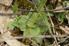 Pterostylis setulosa