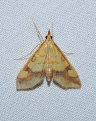 Choristostigma