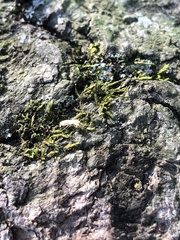 Reticulitermes flavipes