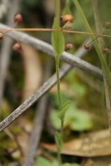 Pterostylis setulosa