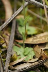 Pterostylis setulosa