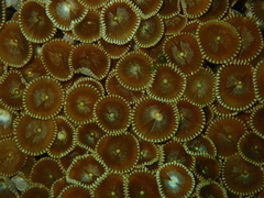Palythoa heliodiscus