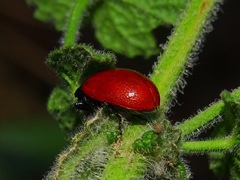 Melasomoptera